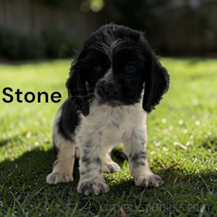puppy, for, sale, Cocker Spaniel, Joe & Cherri  Overlease, dog, breeder, Miller, MO, dog-breeder, puppy-for-sale, forsale, nearby, find, puppyfind, locator, puppylocator, aca
